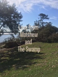 swamplove